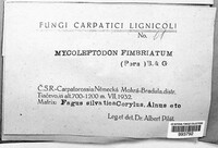 Mycoleptodon fimbriatum image